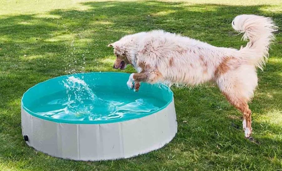 Piscina para perros 120 x 30 cm LIDL