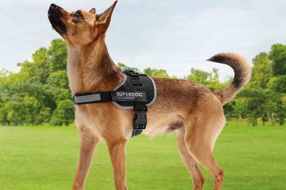 LIDL Arnés para perro Security K-9