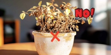 Lidl Dispensador de agua para plantas